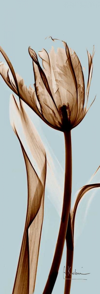 Tulip Brown on Blue art print by Albert Koetsier for $57.95 CAD