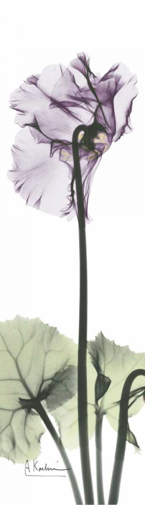 Cyclamen in Purple art print by Albert Koetsier for $57.95 CAD