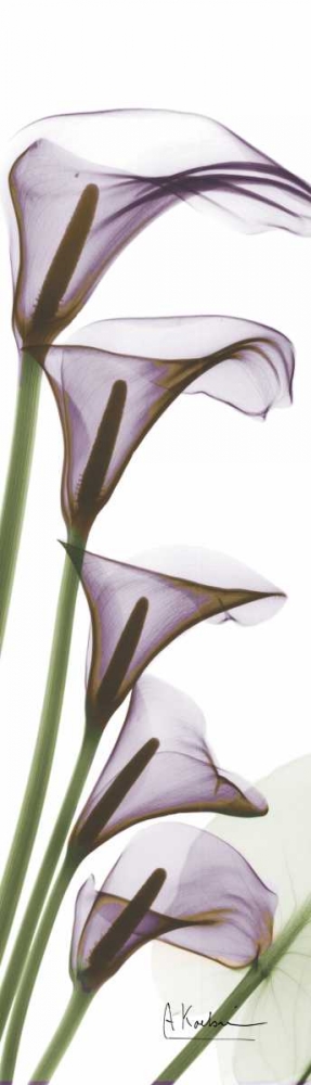 Calla Lilies in Purple art print by Albert Koetsier for $57.95 CAD