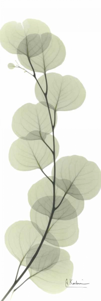 Eucalyptus in Green art print by Albert Koetsier for $57.95 CAD