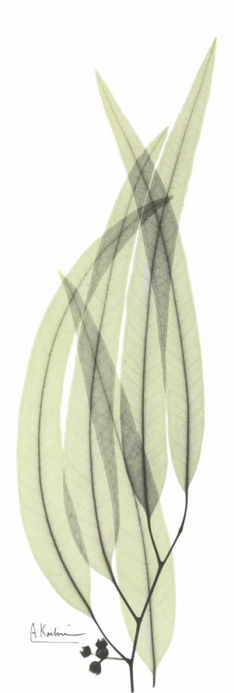 Eucalyptus in Green 2 art print by Albert Koetsier for $57.95 CAD