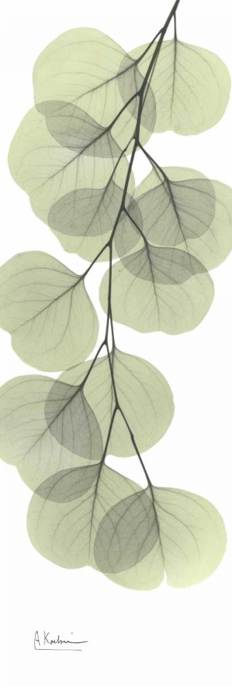 Eucalyptus in Green 3 art print by Albert Koetsier for $57.95 CAD