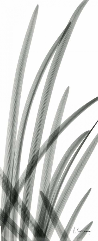 Snow Drop Leaves art print by Albert Koetsier for $57.95 CAD