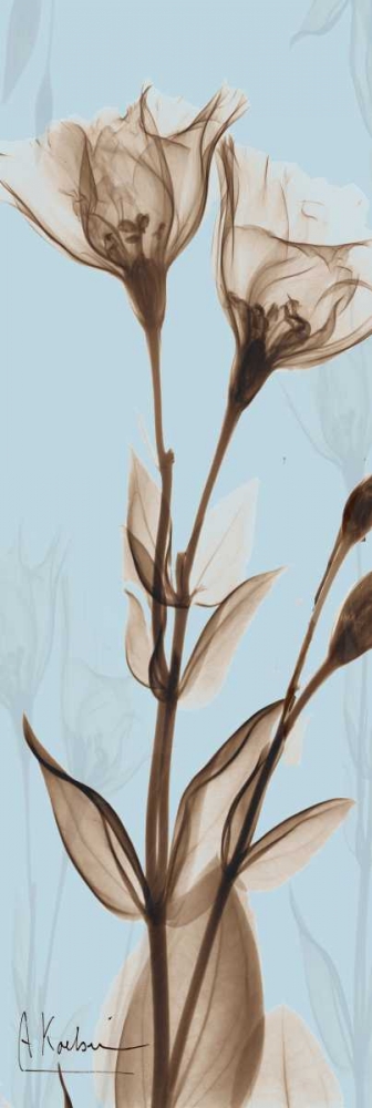 Flower 1 art print by Albert Koetsier for $57.95 CAD