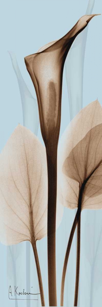 Flower 2 art print by Albert Koetsier for $57.95 CAD