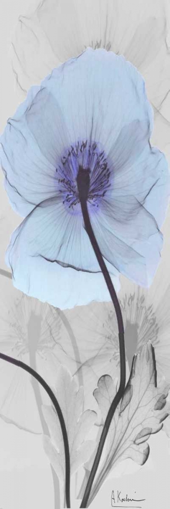 Iceland Poppy art print by Albert Koetsier for $57.95 CAD