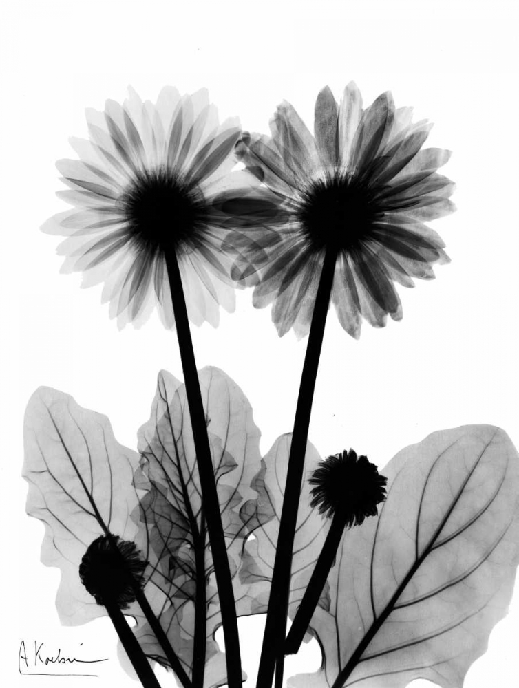 Gerbera BW art print by Albert Koetsier for $57.95 CAD