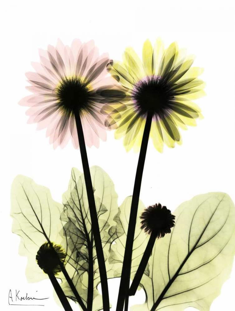 Gerbera in Color art print by Albert Koetsier for $57.95 CAD
