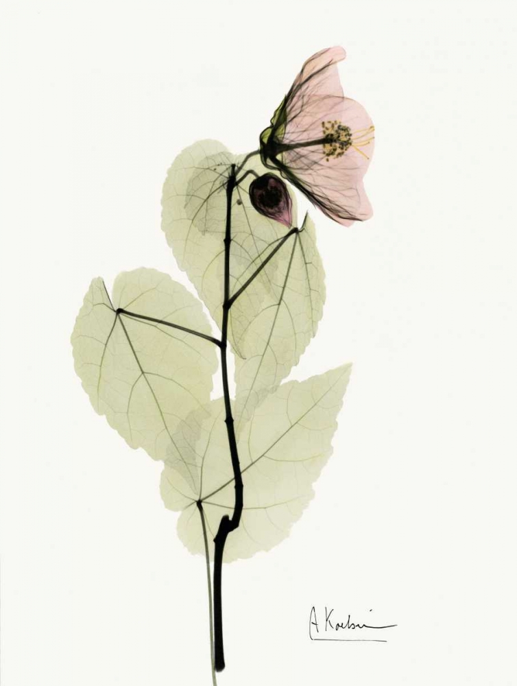Abutulon art print by Albert Koetsier for $57.95 CAD