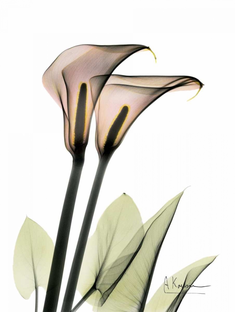 Calla Lily Pair art print by Albert Koetsier for $57.95 CAD