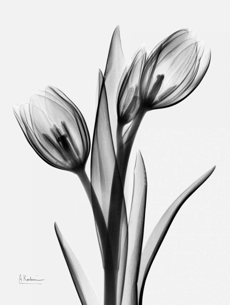 Tulips H37 art print by Albert Koetsier for $57.95 CAD