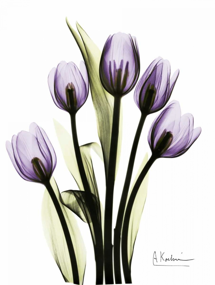 Regal Tulip B13 art print by Albert Koetsier for $57.95 CAD