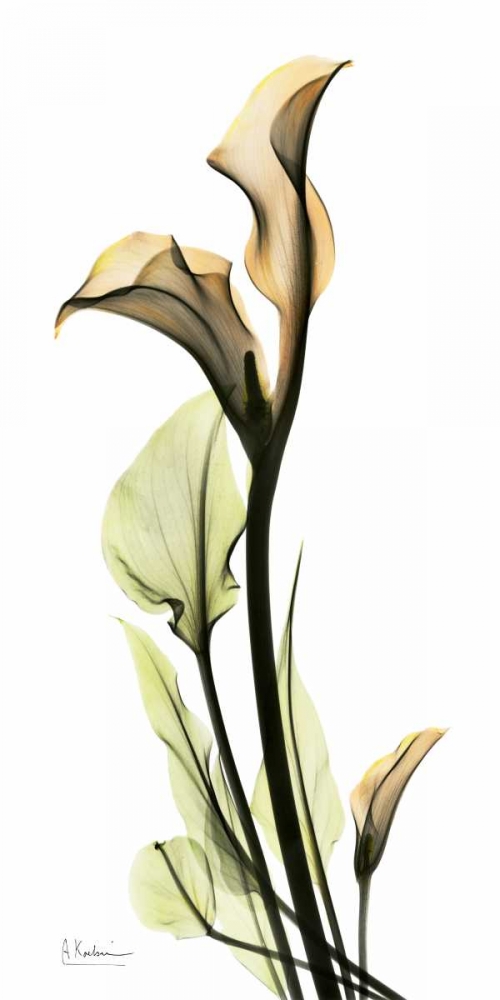 Calla Lily art print by Albert Koetsier for $57.95 CAD