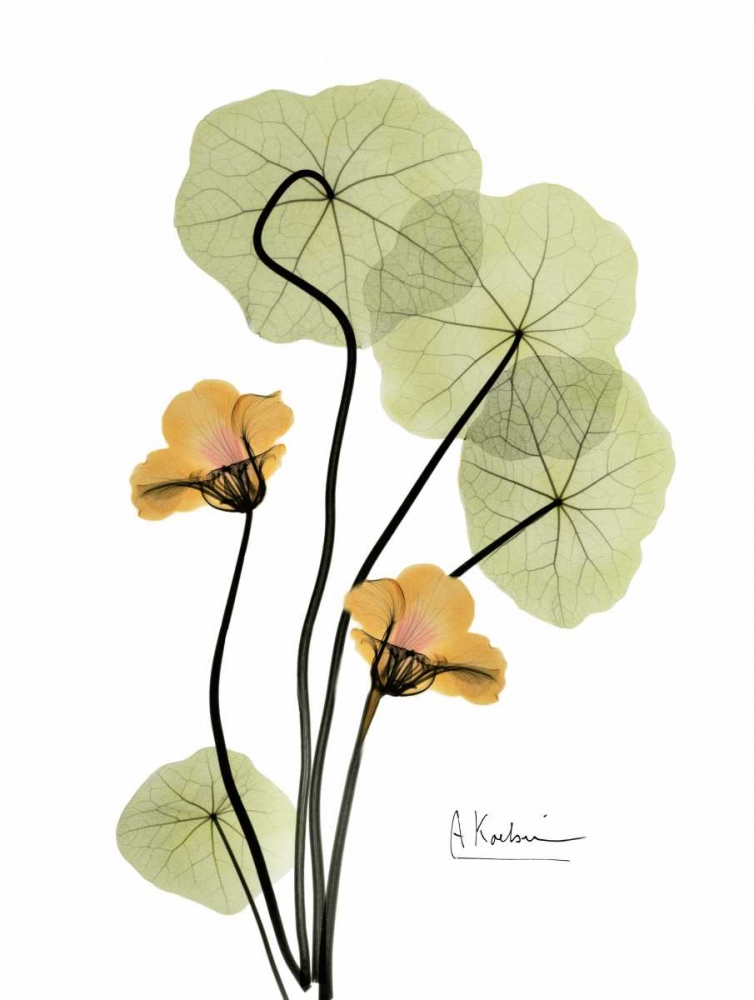 Nasturtium in Yellow 2 art print by Albert Koetsier for $57.95 CAD
