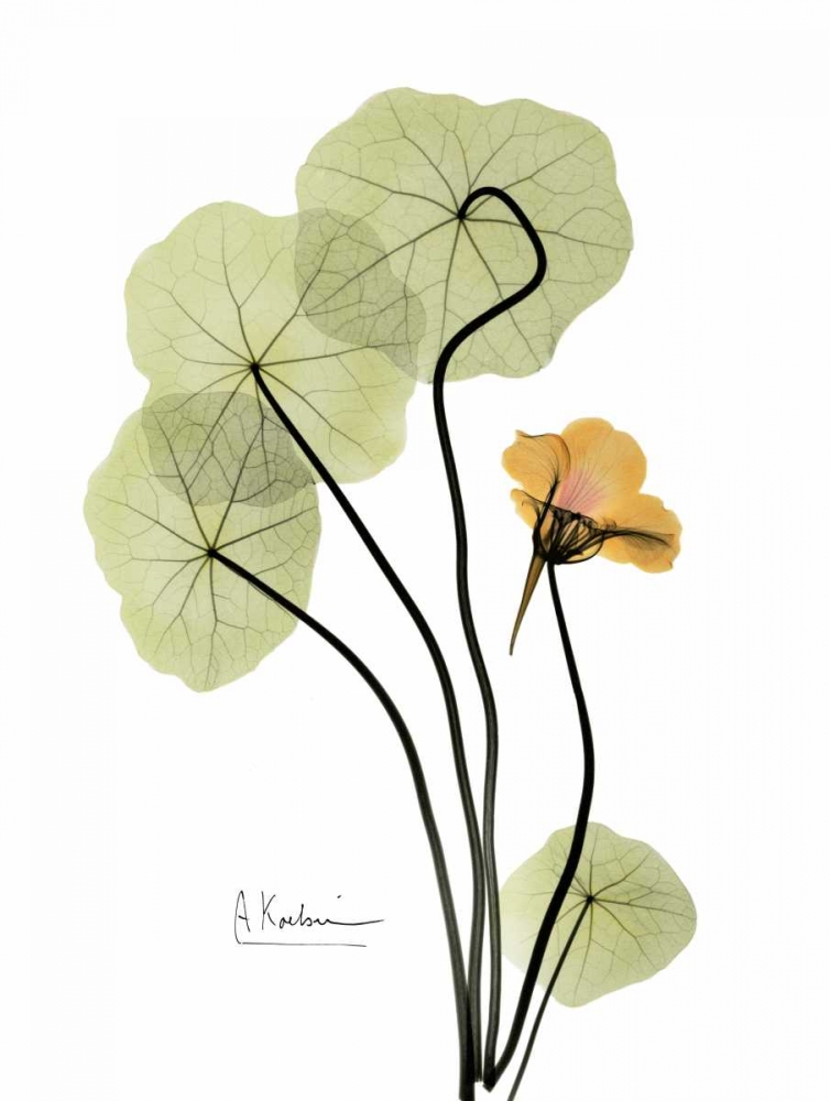 Nasturtium in Yellow art print by Albert Koetsier for $57.95 CAD