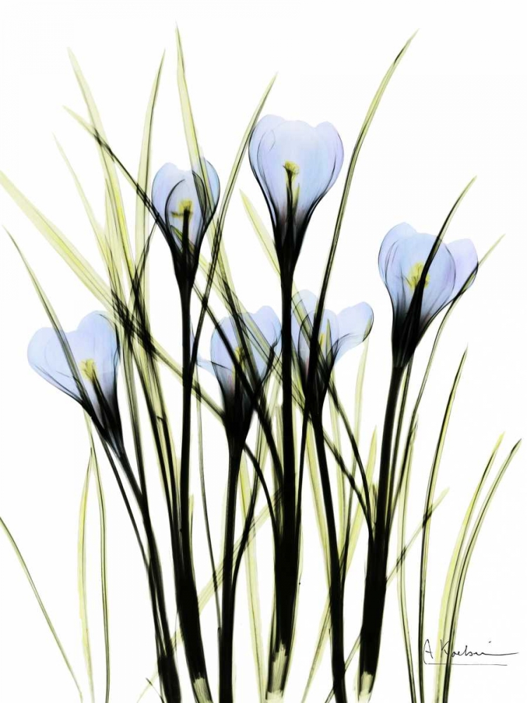 Crocus C38 art print by Albert Koetsier for $57.95 CAD