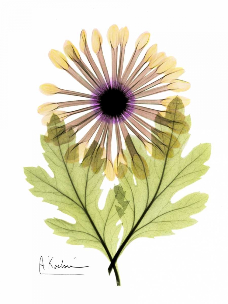 Chrysanthemum in Color art print by Albert Koetsier for $57.95 CAD