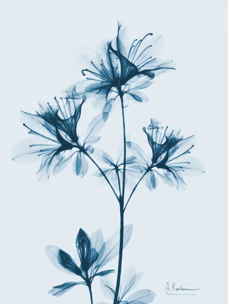 Azalea in Blue 2 art print by Albert Koetsier for $57.95 CAD