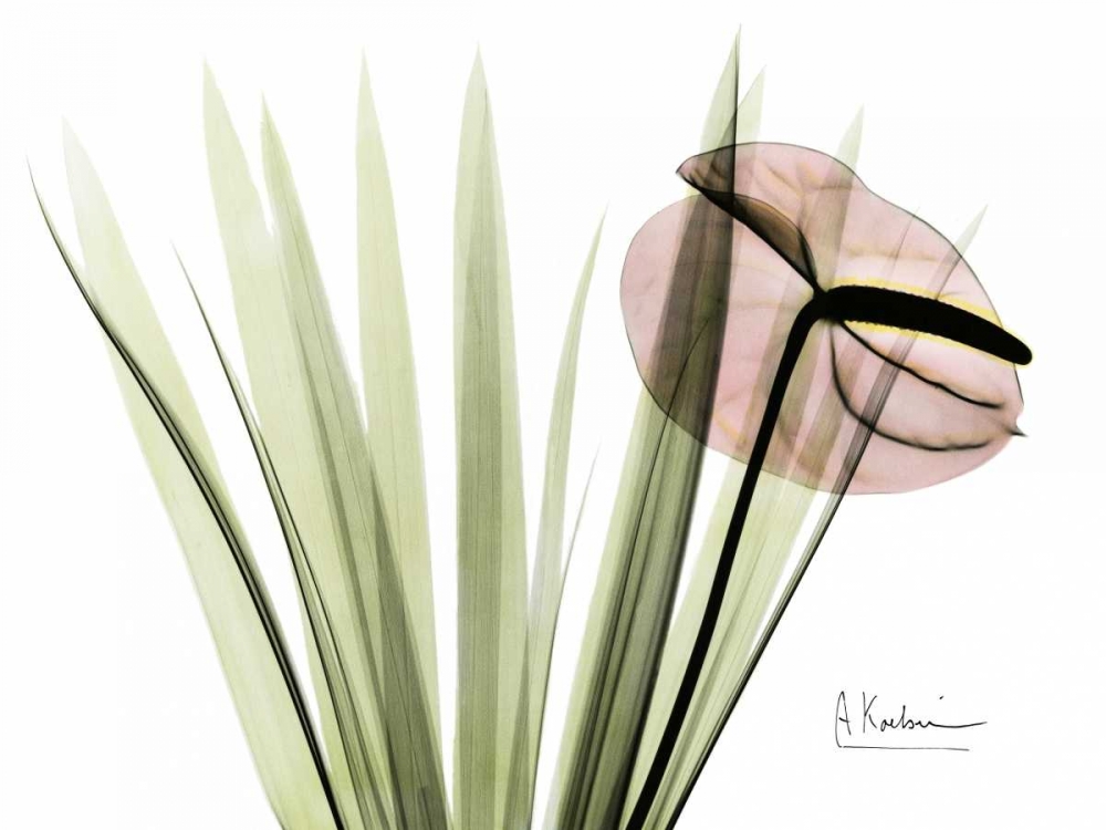 Flamingo Plant in Color art print by Albert Koetsier for $57.95 CAD