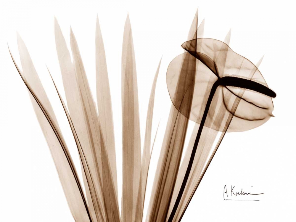 Flamingo Plant art print by Albert Koetsier for $57.95 CAD