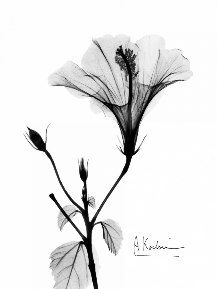 Hibiscus art print by Albert Koetsier for $57.95 CAD