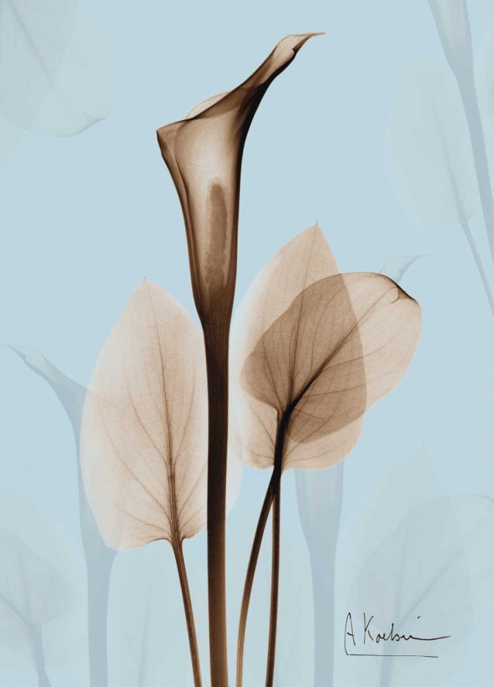Calla Lily Brown on Blue 2 art print by Albert Koetsier for $57.95 CAD