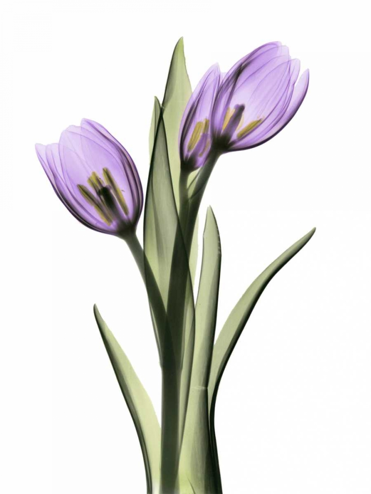 Purple Tulips 2 art print by Albert Koetsier for $57.95 CAD