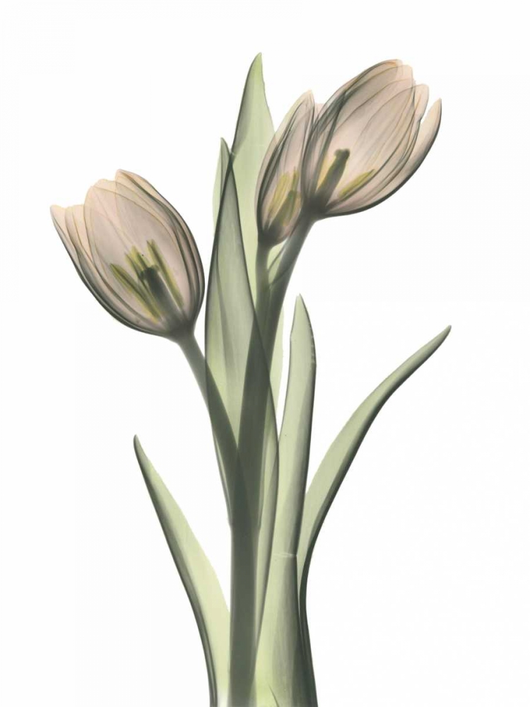 Tulip Pair in Color art print by Albert Koetsier for $57.95 CAD