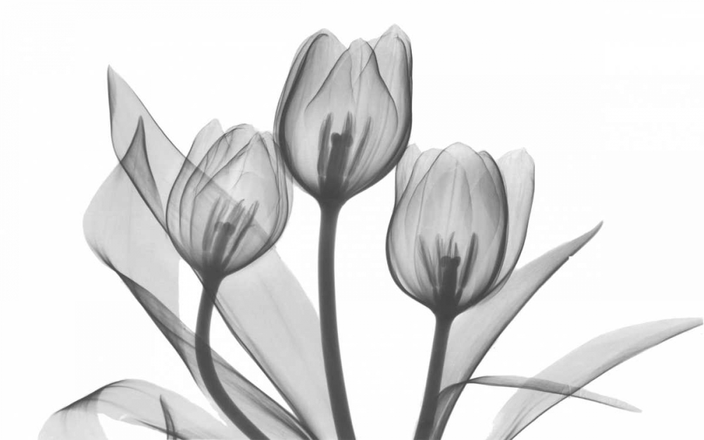 Tulips Three in BandW art print by Albert Koetsier for $57.95 CAD