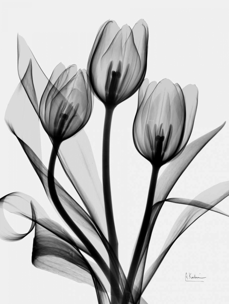 Tulips art print by Albert Koetsier for $57.95 CAD