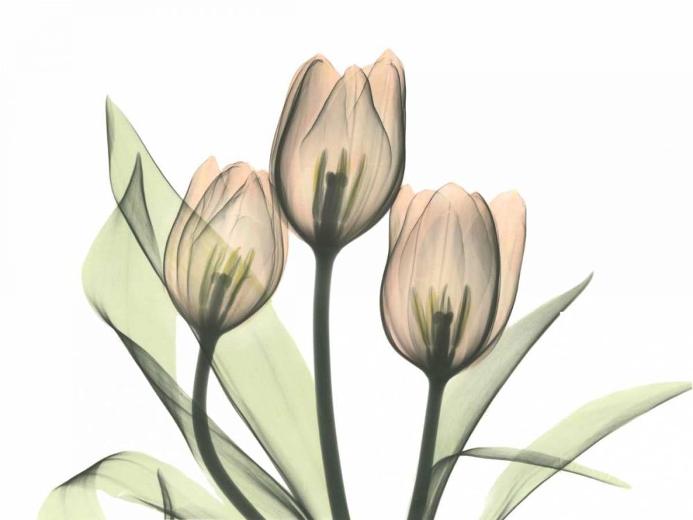 Tulips Three in Color art print by Albert Koetsier for $57.95 CAD