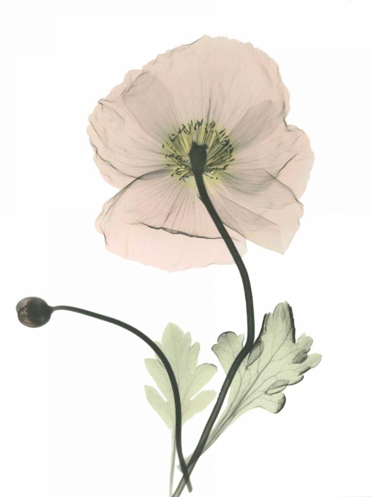 Iceland Poppy art print by Albert Koetsier for $57.95 CAD