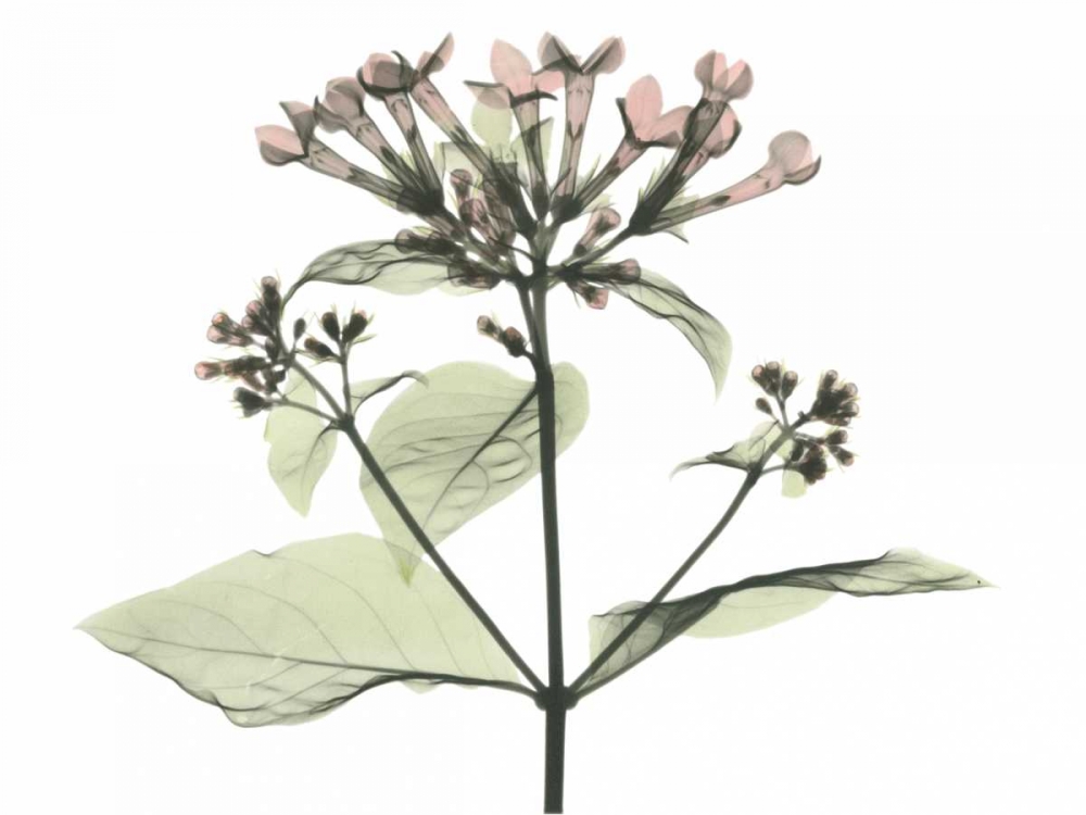 Bouvardia in Color art print by Albert Koetsier for $57.95 CAD