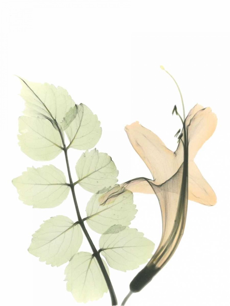 Honey Suckle in Color art print by Albert Koetsier for $57.95 CAD