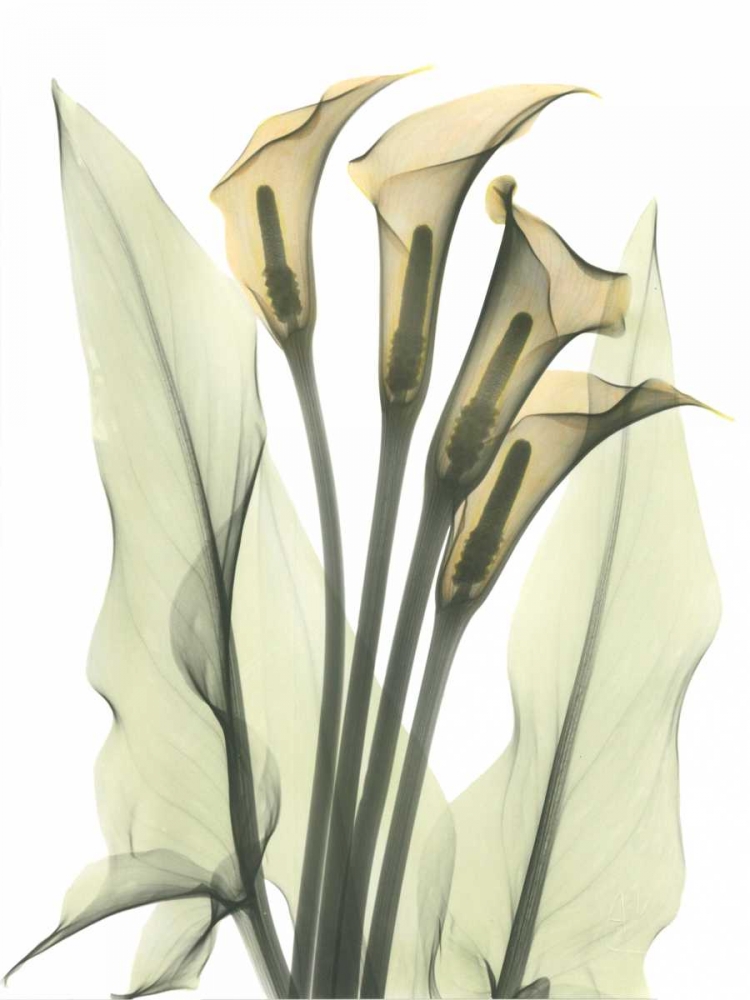 Calla Lily Bunch in Color art print by Albert Koetsier for $57.95 CAD