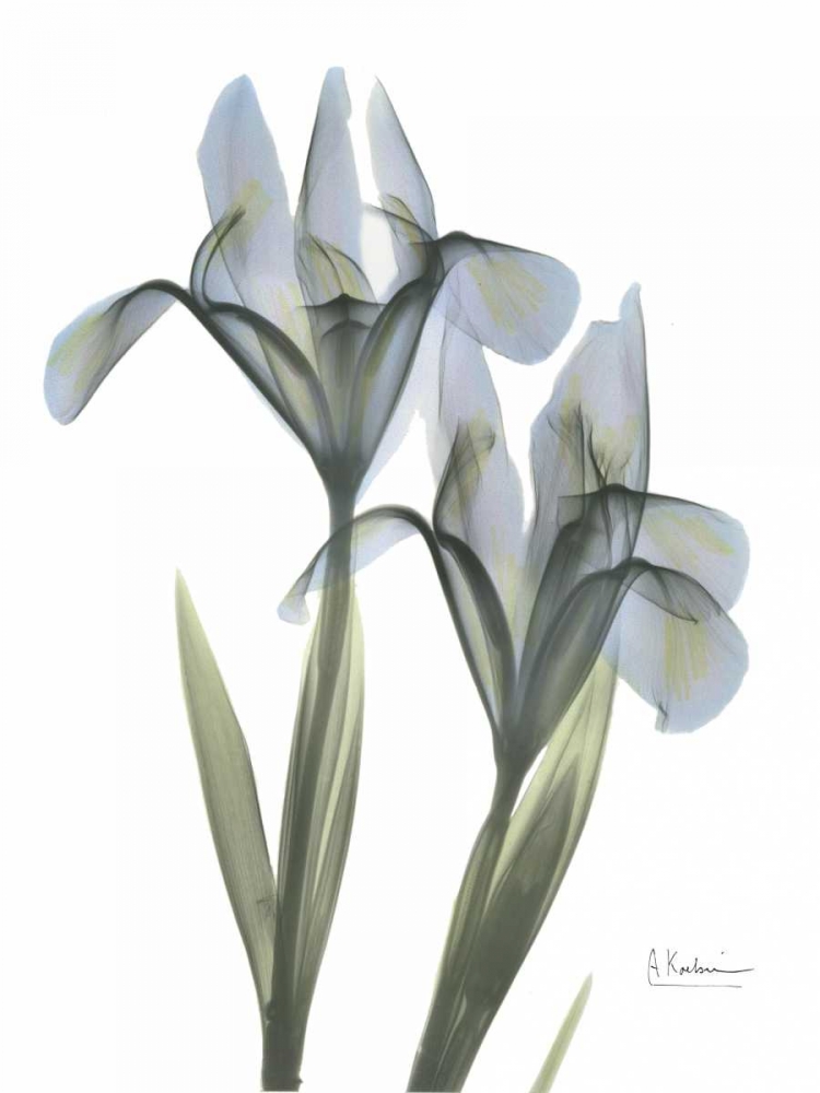 Japanese Iris art print by Albert Koetsier for $57.95 CAD