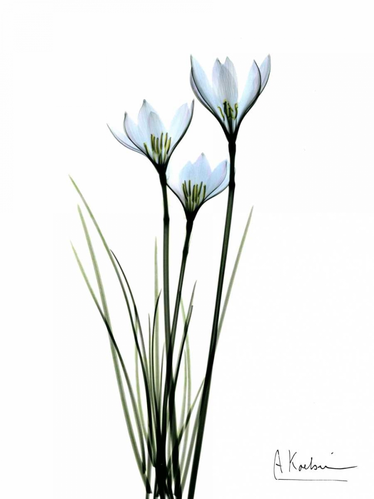 White Rain Lily art print by Albert Koetsier for $57.95 CAD
