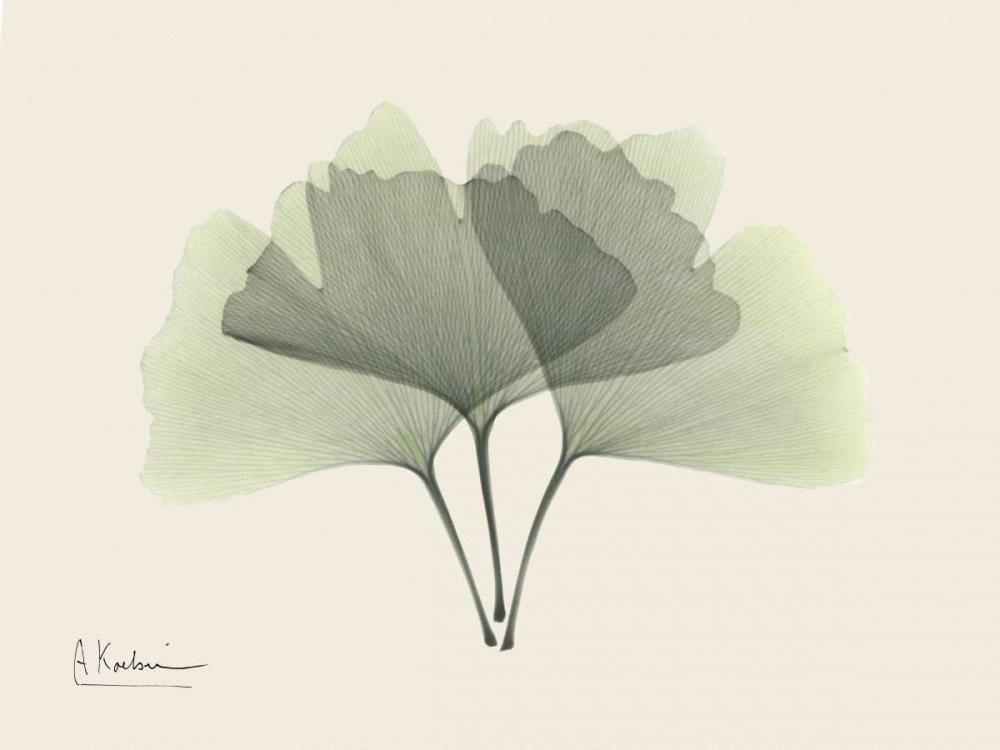 Ginkgo on Beige art print by Albert Koetsier for $57.95 CAD