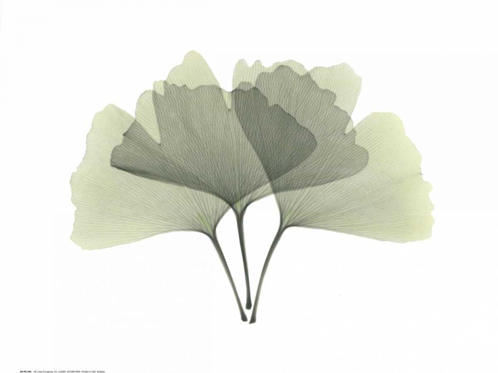 Ginkgo art print by Albert Koetsier for $57.95 CAD