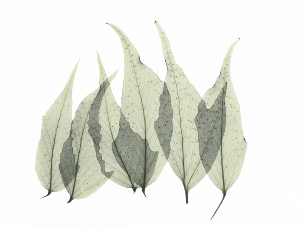 Japanese Fern art print by Albert Koetsier for $57.95 CAD