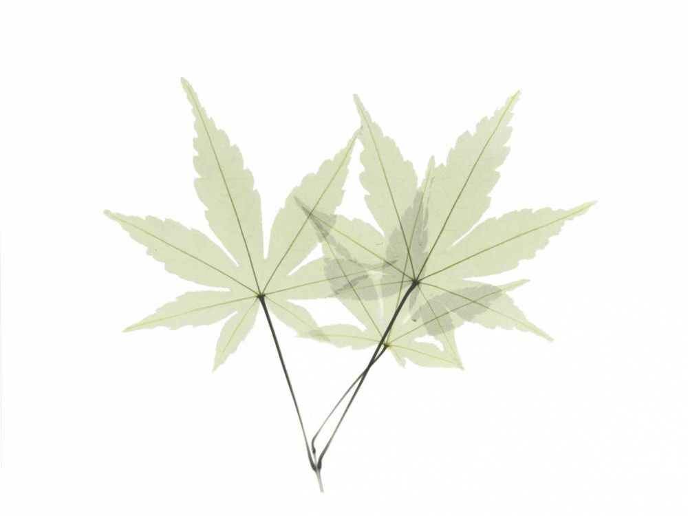 Japanese Maple art print by Albert Koetsier for $57.95 CAD