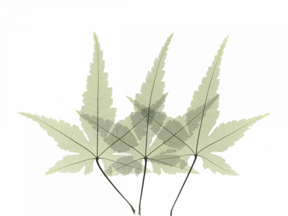 Japanese Maple 2 art print by Albert Koetsier for $57.95 CAD