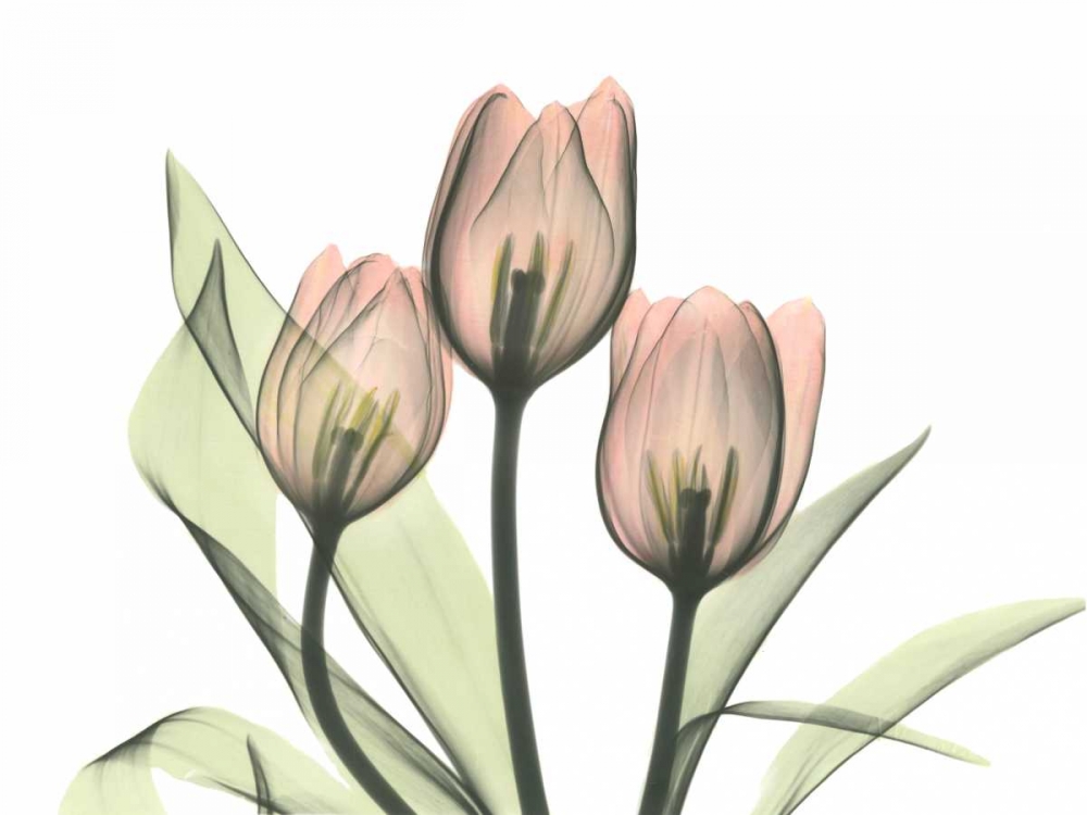 Pink Tulip Bunch art print by Albert Koetsier for $57.95 CAD