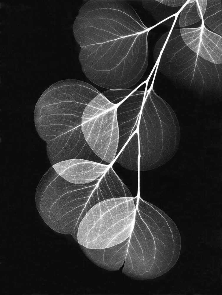Eucalyptus on Black art print by Albert Koetsier for $57.95 CAD