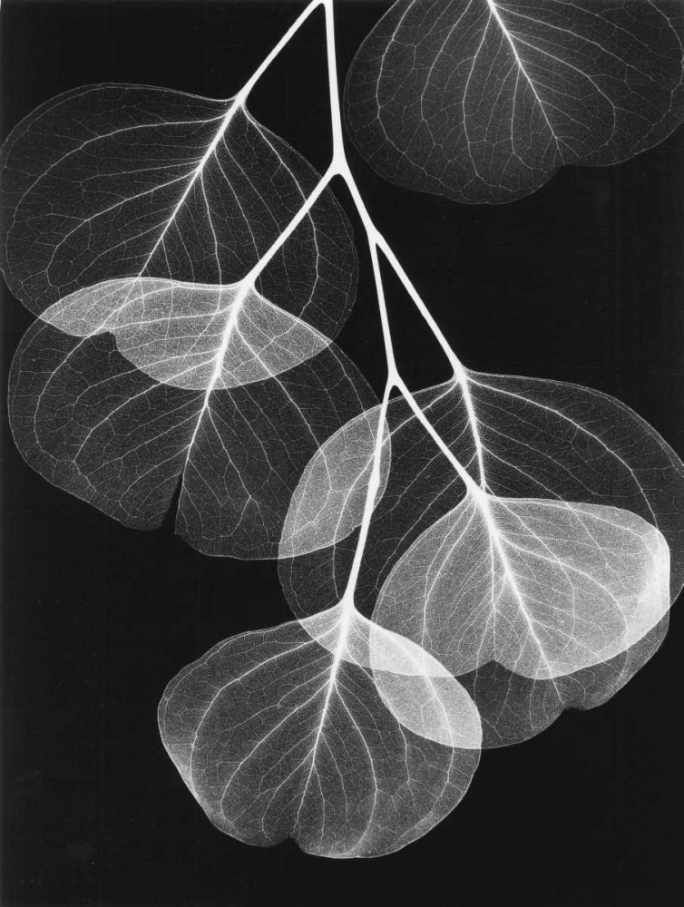 Eucalyptus on Black 2 art print by Albert Koetsier for $57.95 CAD