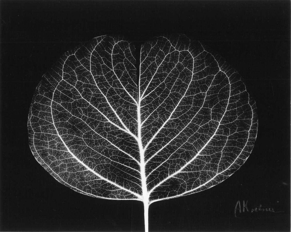 Eucalyptus Close Up on Black art print by Albert Koetsier for $57.95 CAD