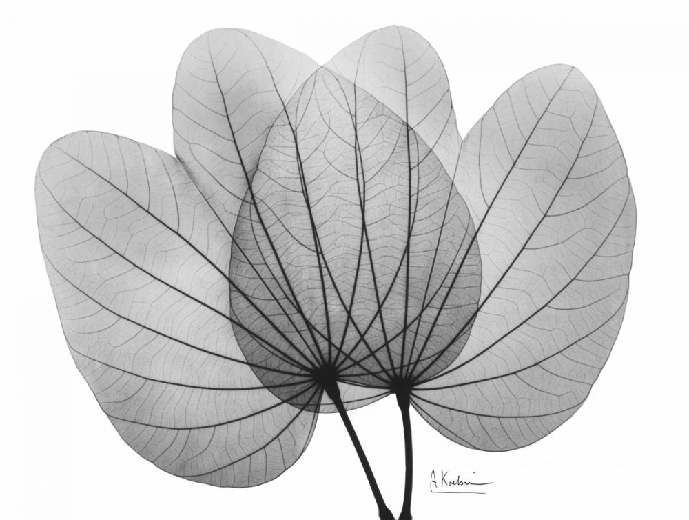 Orchid Tree  Close Up BandW art print by Albert Koetsier for $57.95 CAD