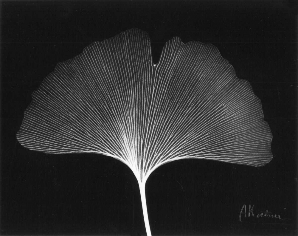 Ginkgo Single Leaf  Close Up on Black art print by Albert Koetsier for $57.95 CAD