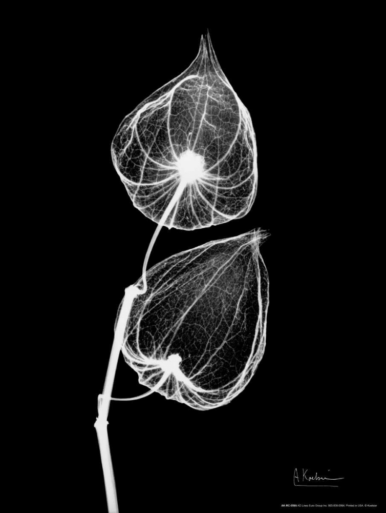 Sandersonia Close Up on Black art print by Albert Koetsier for $57.95 CAD