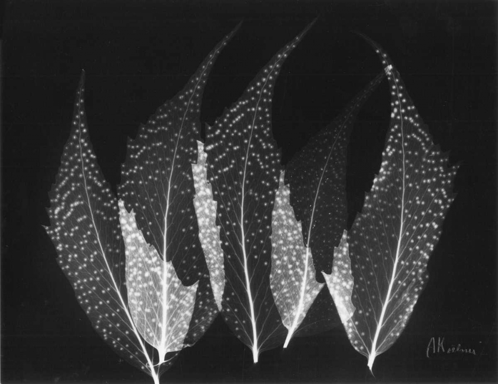 Japanese Ferns Close Up on Black art print by Albert Koetsier for $57.95 CAD